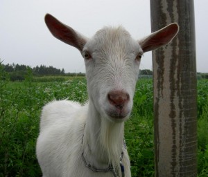 ヤギ